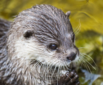 Close-up of otter