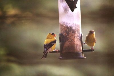 Close-up of birds perching on metal feeder