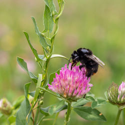 Close-up of bee on purple flower