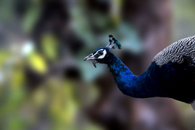 Close-up of a bird looking away