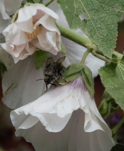 Close-up of insect on white flower