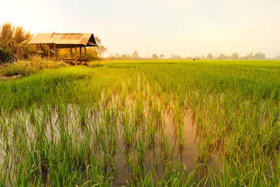 Scenic view of agricultural field against clear sky