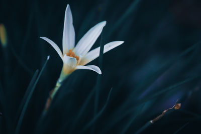 Close-up of white lily