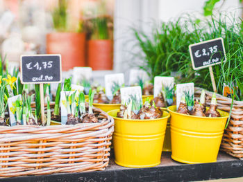 Young shoots of narcissus in a wicker eco-friendly basket and yellow flower pots on the counter