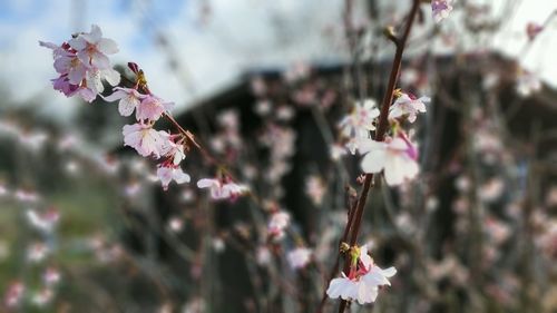 Close-up of pink cherry blossoms