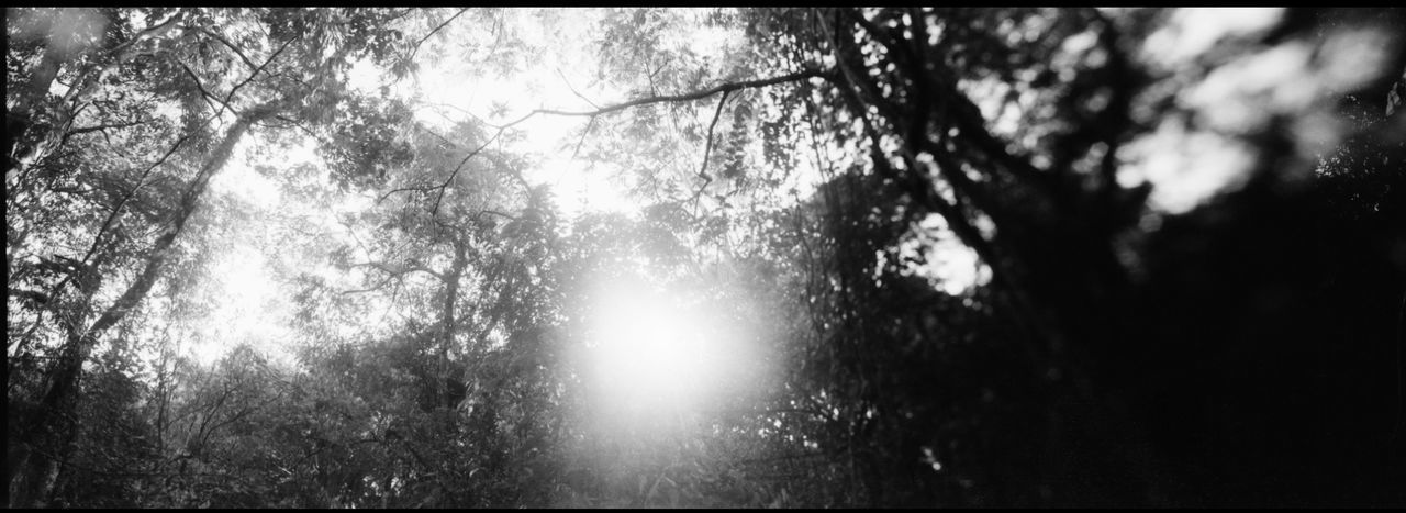 SUN STREAMING THROUGH TREES IN FOREST AGAINST SKY