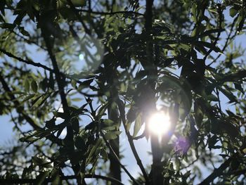 Low angle view of tree against sky