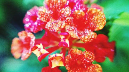 Close-up of pink flowers