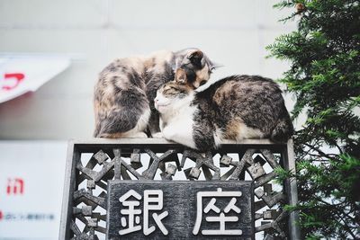 Cat looking away