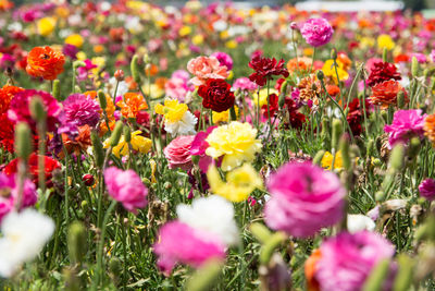 Close-up of fresh pink flowers in bloom