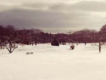 Trees on snow field against sky