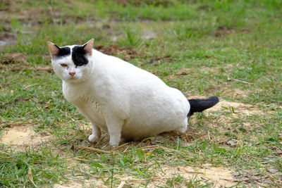 Cat sitting on a field