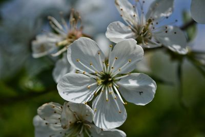 Close-up of white cherry blossoms