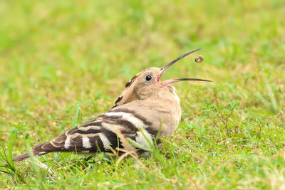 Close-up of bird on field