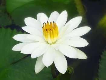 Close-up of white flower