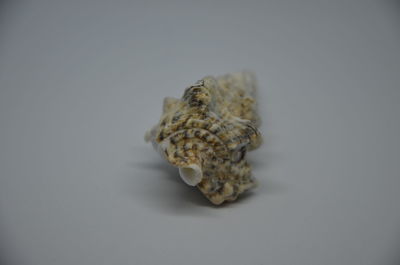 Close-up of shell on table against white background