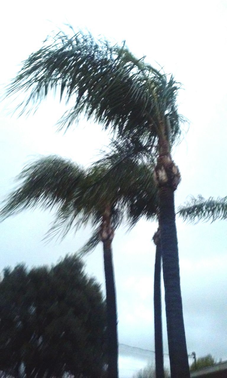 tree, tree trunk, low angle view, palm tree, growth, tranquility, nature, clear sky, sky, tranquil scene, beauty in nature, branch, scenics, tall - high, day, outdoors, no people, single tree, non-urban scene, idyllic