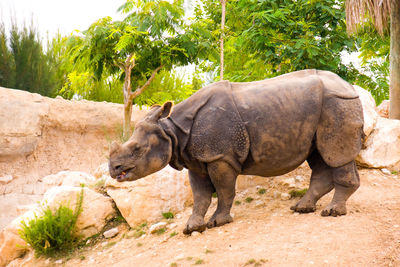 Side view of elephant in zoo