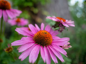 Close-up of pink cosmos flower