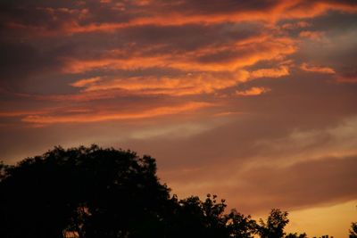 Low angle view of silhouette trees against orange sky