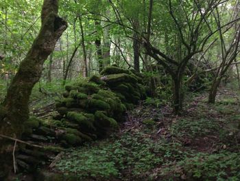 Trees in forest