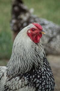 Close-up of a bird