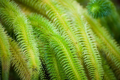 Close-up of fern leaves