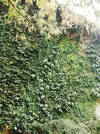 Close-up of ivy growing on wall