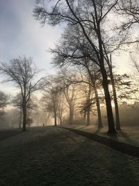 Trees on field against sky