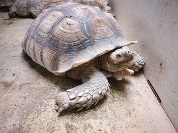 High angle view of a turtle