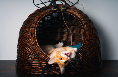 Close-up of a ginger norwegian forest cat in basket