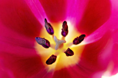 Macro shot of pink crocus flower