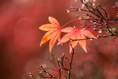 Close-up of wet autumn tree