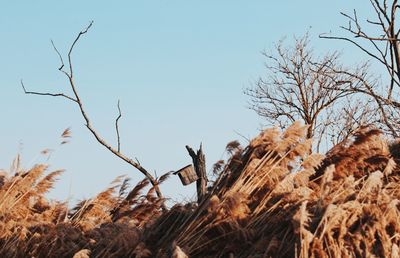 Low angle view of bare trees against clear sky