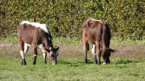 Cows grazing in a field