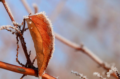 Close-up of snow on plant during winter