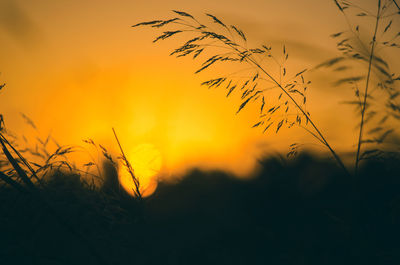 Silhouette plants against sky during sunset