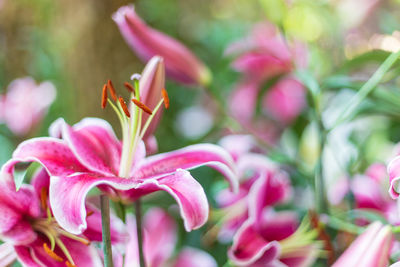 Close-up of insect on pink flowering plant