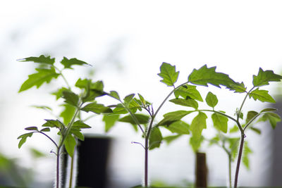 Low angle view of plants against sky