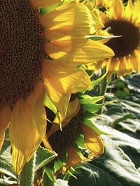 Close-up of sunflower