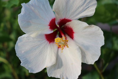 Close-up of white hibiscus blooming outdoors