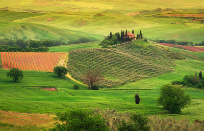 Scenic view of agricultural field