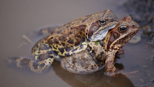 Close-up of frogs mating in water