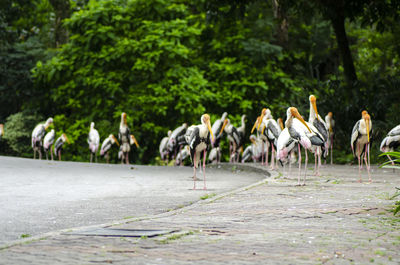View of birds on the road