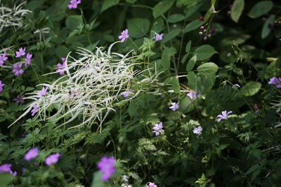 Close-up of purple flowering plants