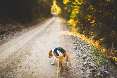 View of dog on road