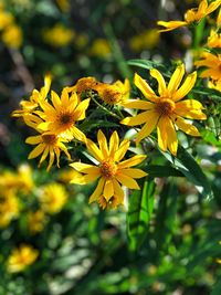 Close-up of yellow flowering plant