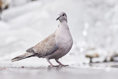 Close-up of seagull perching on a bird