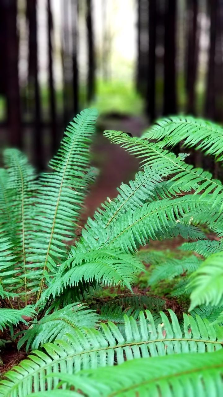 CLOSE-UP OF FERN LEAVES ON TREE IN FOREST