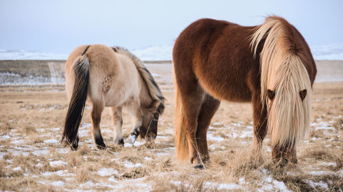 Horses standing on field against clear sky during winter